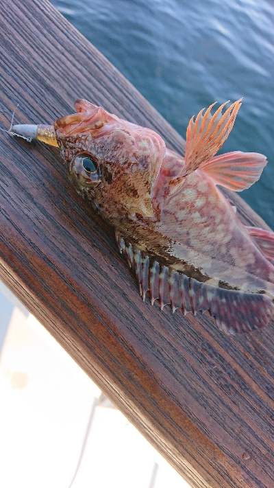 南港ガシリング