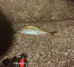 近場でアジング