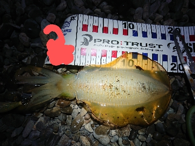 久しぶりのエギング