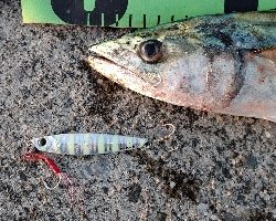 最低気温9℃の中