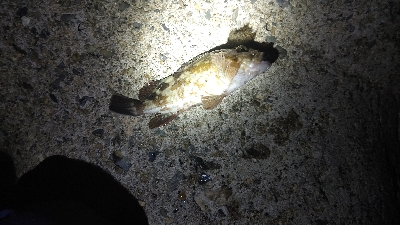 初のメバリング