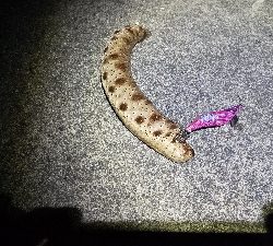 新子のアオリイカ