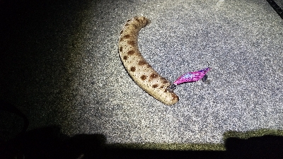 新子のアオリイカ