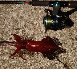 アオリさんはどこ？