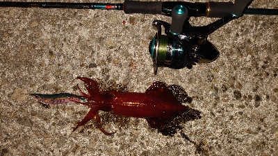 アオリさんはどこ？