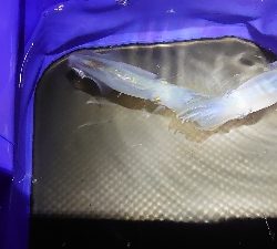 今季初 ヒイカ調査