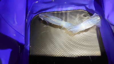 今季初 ヒイカ調査