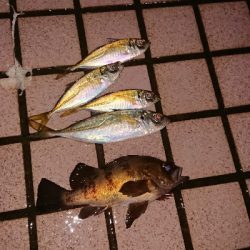 アジがつりたくて