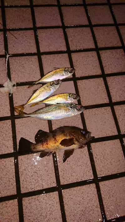 アジがつりたくて