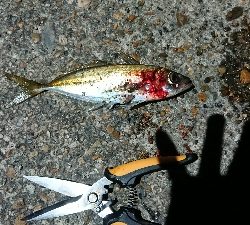 ツバス一匹 どまり