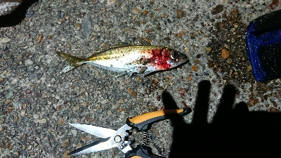 ツバス一匹 どまり