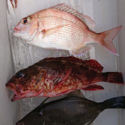 この秋３度目のカワハギ狙い