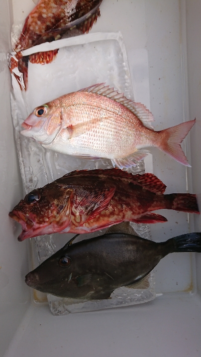 この秋３度目のカワハギ狙い