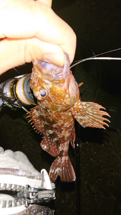 気になっていたワームで