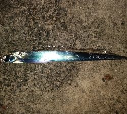 タチウオ偵察に