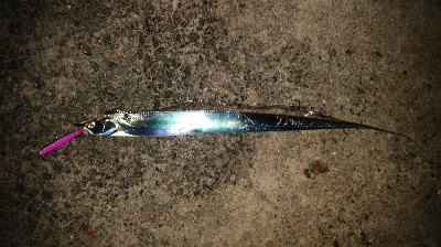 タチウオ偵察に