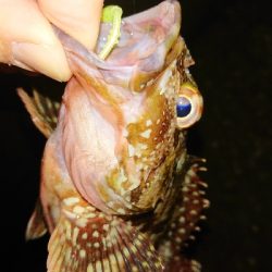 アジは不発でも明け方にガツン