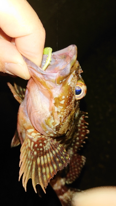 アジは不発でも明け方にガツン