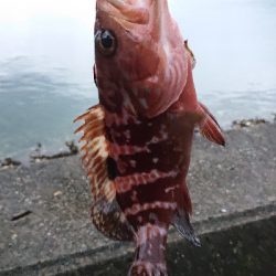 晩秋ライトゲーム