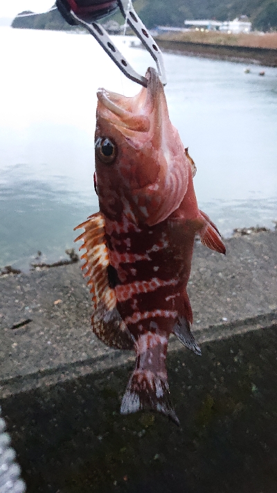 晩秋ライトゲーム