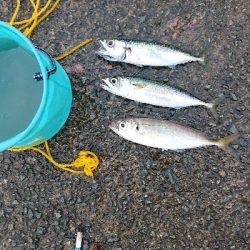 西宮ケーソン 祝日 賑わい