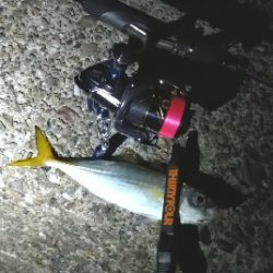 タチウオのちアジング