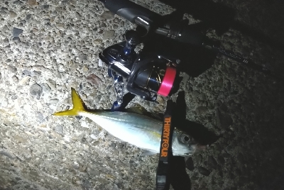 タチウオのちアジング