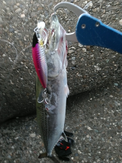 大阪湾メジロ→ハマチ&サゴシ群れが…