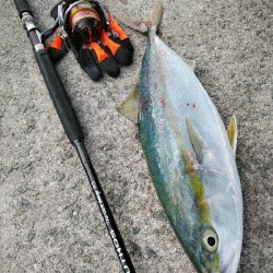 サゴシ好調です