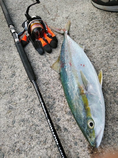 サゴシ好調です