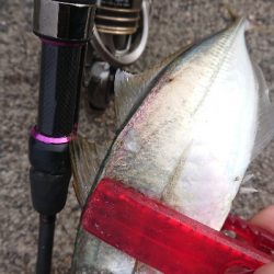 デイでナイスアジ釣れました！