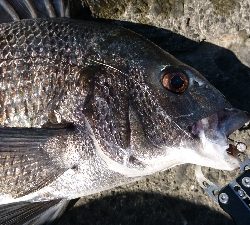 久しぶりの大きなあたり