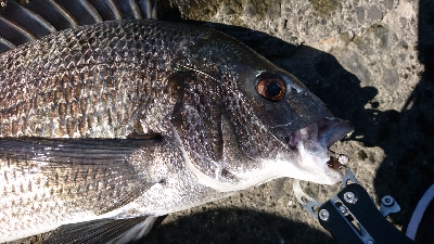 久しぶりの大きなあたり