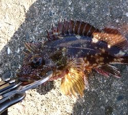 何て魚？ スミヒキ？