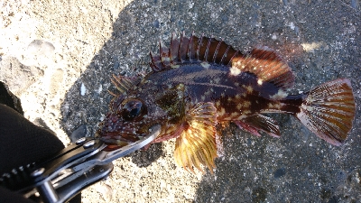 何て魚？ スミヒキ？