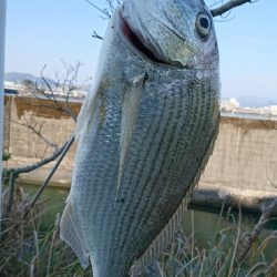 ヘダイのあたり が4回