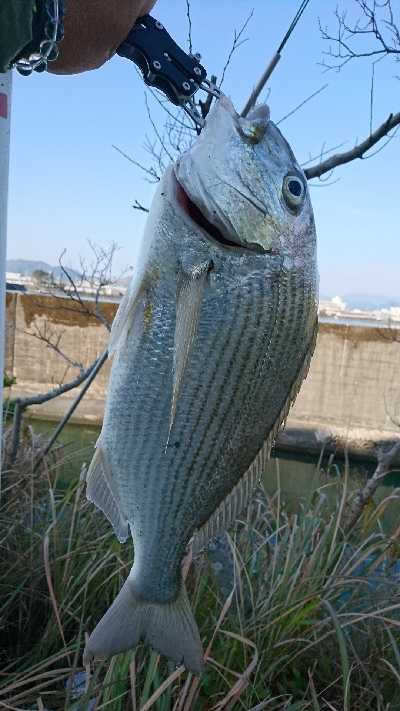 ヘダイのあたり が4回