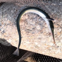 メーター超えのダツ