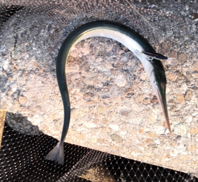 メーター超えのダツ