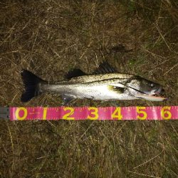 朝マズメシーバス