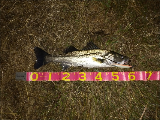 朝マズメシーバス