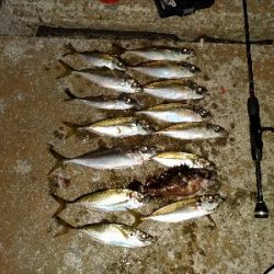 釣れだしました