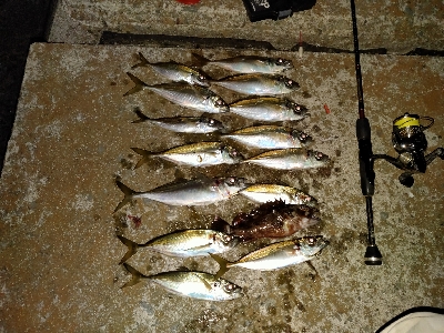 釣れだしました