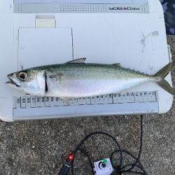 アジはゲットできませんでしたが、サバ！！