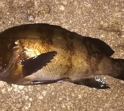 アジング不成立