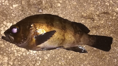 アジング不成立