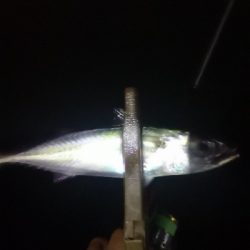 アジング練習 206