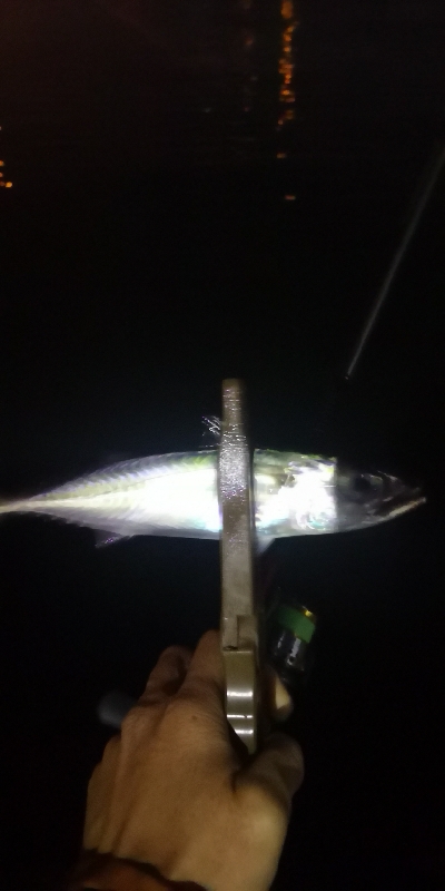 アジング練習 206