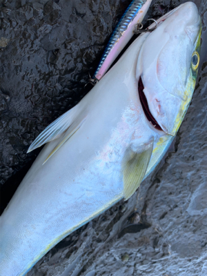 ショアジギング