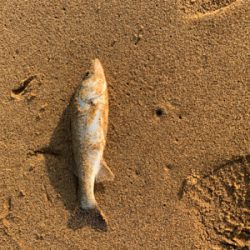 ベイトが遠い日